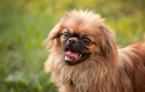 Pekinés: características y cuidados .